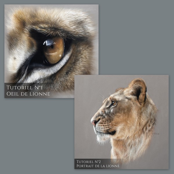 Pack lionne - Oeil + portrait complet