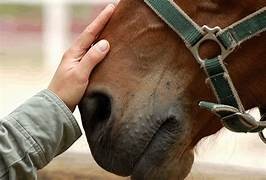 PRATICIEN EN COMMUNICATION EQUINE INTUITIVE